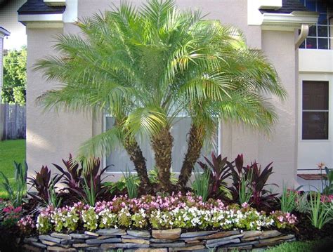 Pygmy Date Palm Spaces Orlando With Metal Trellises Florida
