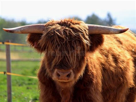 Face To Face With A Yak Stock Photo Image Of Fluffy 81931474
