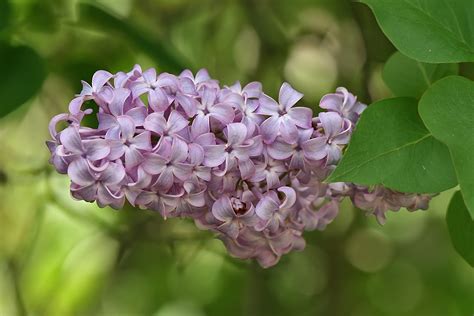 How To Grow Lilacs Garden Guides
