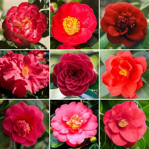 Red Potted Camellia | Garden Shrubs for Sale | Free UK Delivery