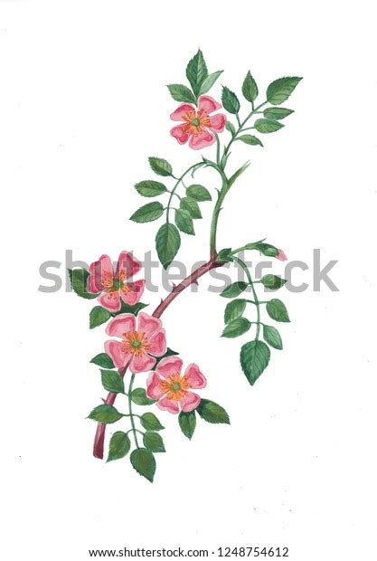 Watercolor Botanical Illustration Of Wild Rose
