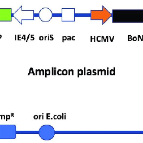 Herpes Simplex Virus Type 1 Hsv 1 Based Amplicon Vectors Used In This