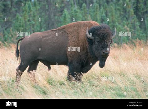 Buffalo Bison Bison Wild Buffalo In Alaska Near Fairbanks Stock Photo