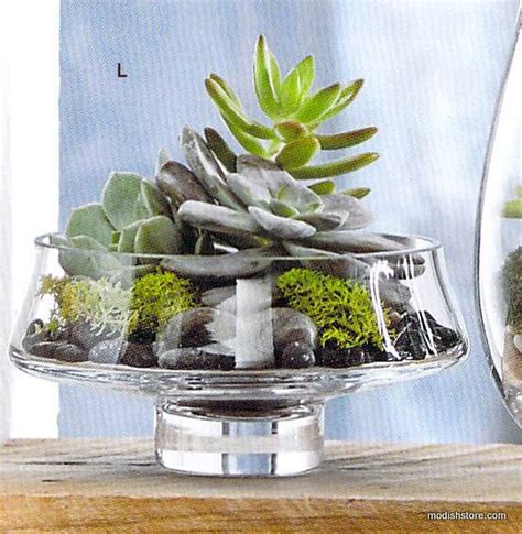 Modern Glass Low Footed Terrariums Modish Store