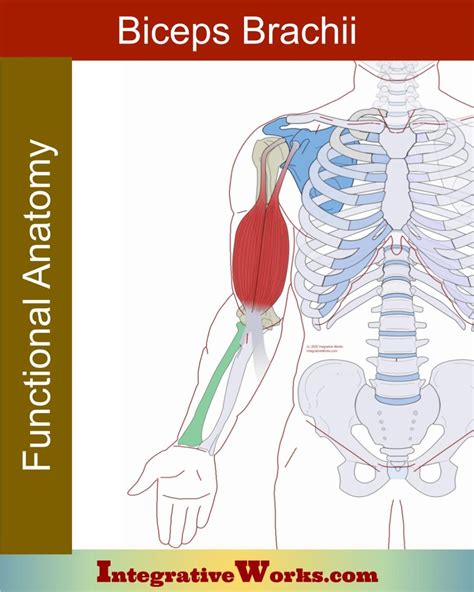 Biceps Brachii Anatomy