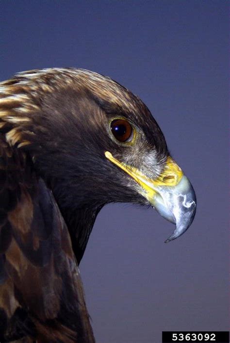 Golden Eagle Aquila Chrysaetos