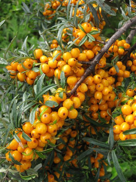Malayalam meaning of anecdote : Sea Buckthorn Meaning In Malayalam