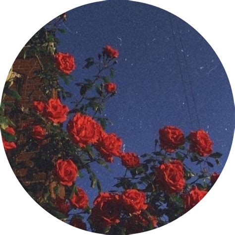 Aesthetic Circle Aestheticcircle Red Blue Roses Leave