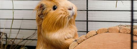 How To Take Care Of Your Guinea Pig Petsmart Canada