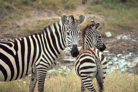 Which way each zebra is moving. Zebra found dead at San Francisco Zoo