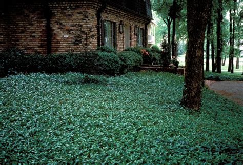 Cover Your Ground With Plants Part 2 East Texas Gardening