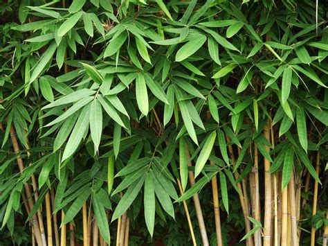 Bamboo Leaf Bamboo Leaves Forest Herbs Nature Plants Quick