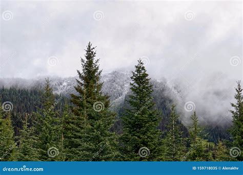 Evergreen Spruce Trees And Snow Capped Forest Peaks With White Fog