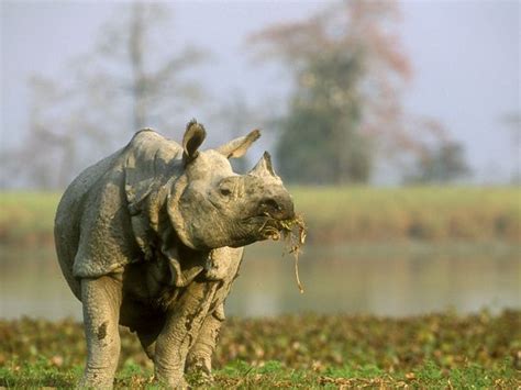 What it tastes like, i have no idea. THE INDIAN RHINO |The Garden of Eaden