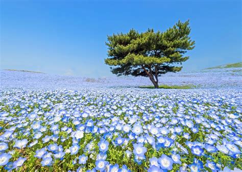At Hitachi Seaside Park About 80 Miles North Of Tokyo There Are 45