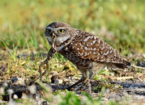 In fact this is quite literal. Burrowing Owl Facts, Habitat, Diet, Life Cycle, Baby, Pictures