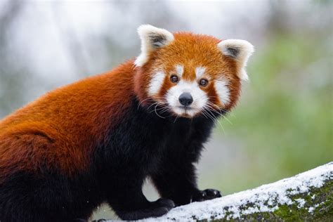 图片素材 哺乳动物 红熊猫 脊椎动物 陆地动物 食肉动物 野生动物 晶须 鼻子 生物 树 适应 毛皮 厂 尾巴