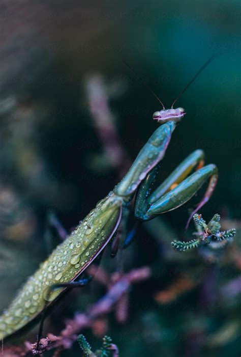 We did not find results for: Praying Mantis in the garden by Eva Plevier - Stocksy United