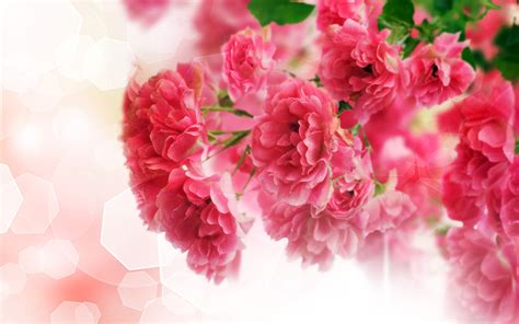 Close Up Of Pink Carnation Flowers Wallpaper Flowers Wallpaper Better