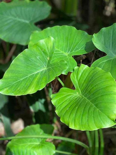 Alocasia Elephant Ear Plant Types - Elephant Ears: Exotic Leafy Plants