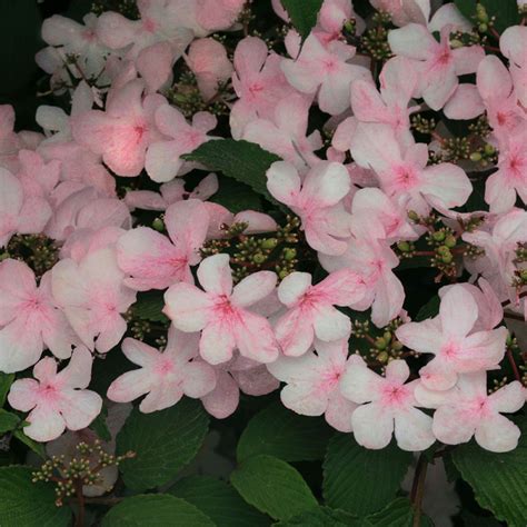 Viburnum Pink Beauty S T V Busy Bee Garden Centre