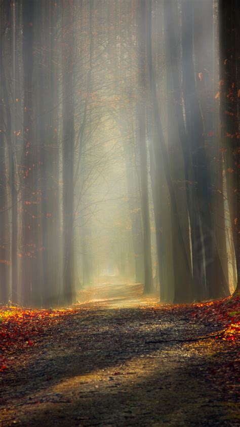 Autumn Forest 5k Wallpapers Hd Wallpapers Id 26167