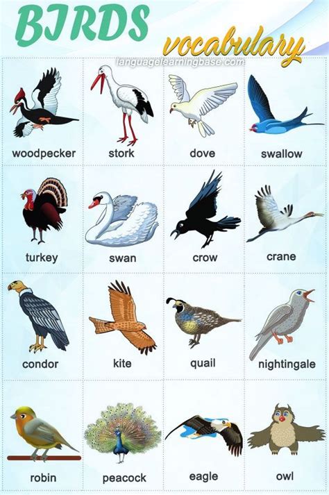 Birds Vocabulary In English Learn Englishenglishvocabularybirds