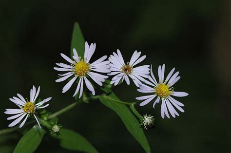 field biology in southeastern ohio some ohio asters