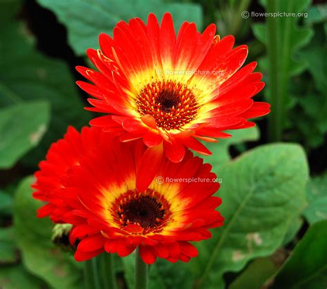 Gerbera Daisy Varieties