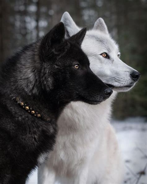 Kodiak Wolf Dog Canine Dog Breeds Best Friends Hybrids Wolves