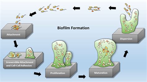 Amr And Biofilm Chronic Infections Perfectus Biomed