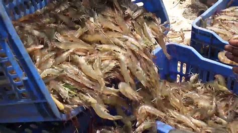 We need to take a deeper look at this possible untapped goldmine of fishing bait and see how you can implement. Shrimp Fishing | Prawns Fishing | Prawns Catching Videos ...