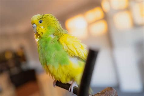 Why Do Parakeets Fluff Up Theres A Good Reason Pet Advisers