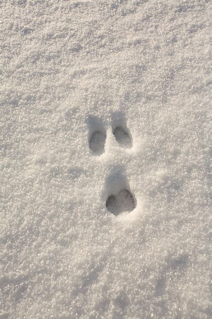 Rabbit Footprint In Fine Powdery Snow © Peter Facey Geograph Britain
