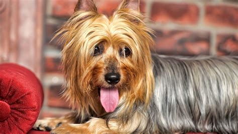5 Things To Know About Silky Terriers Petful