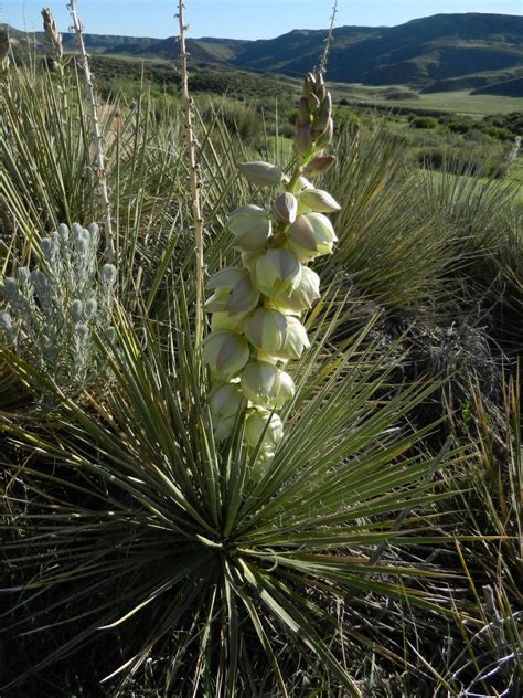 This means that it can store water in its stems, roots, and leaves. Fizzy Notions: Soapweed Yucca