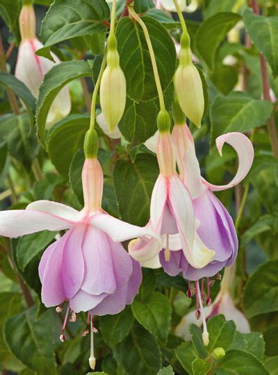 Fuchsia Ant and Dec - Simply Seeds and Plants | Fuchsia ...