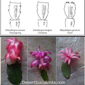 The thanksgiving cactus bears many similarities to the christmas cactus, with the main differences between the varieties being the time of year the originally from brazil, thanksgiving cacti can now be found around the world. Christmas Cactus vs Thanksgiving Cactus vs Easter Cactus