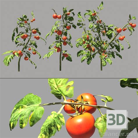3d Model Tomato Plants 47304