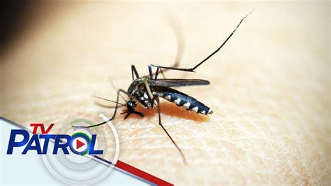 Alamin Paano Alagaan Ang Sarili Kontra Dengue Sa Harap Ng Pagdami Ng