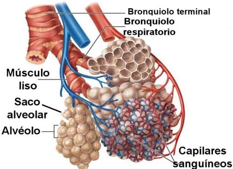 Como Son Los Alveolos Respiratory System Respiratory Medical Anatomy