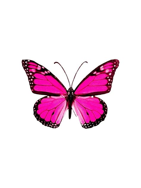 Pin By Zülal Aynur On Resim Hot Pink Butterfly Pink Butterfly Pink