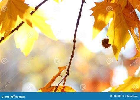 Golden Autumn Leaves Of Plane Tree And Fruits On Branches Of Tree At