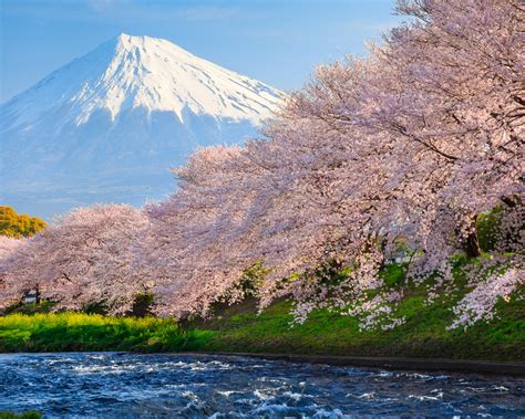 Download 1280x1024 Wallpaper Sakura River Japan Standard 54