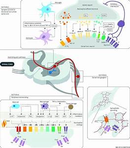 Diagram Showing The Various Mechanisms Involved In Neuropathic At