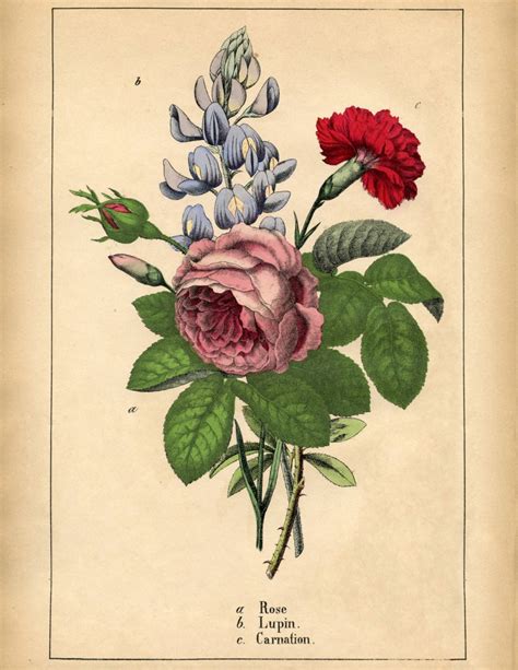 Superb Antique Botanical Flowers Printable The Graphics Fairy