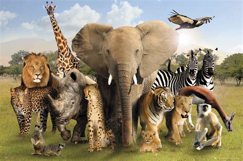 Zwierzęta Afryki Plakat Galeria Flash Eplakatypl