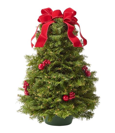 Traditional Christmas Balsam Tabletop Tree Best Live Tabletop