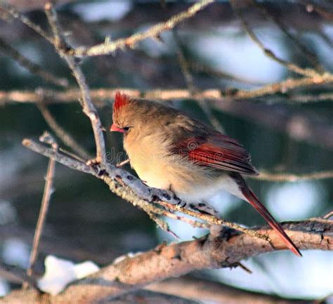 Female Cardinal On The Branches Stock Image Image Of Cardinal