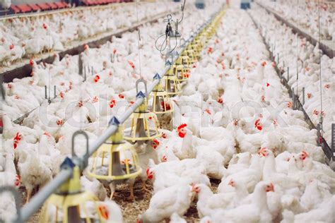 Indoors Chicken Farm Chicken Feeding Farm For Growing Broiler